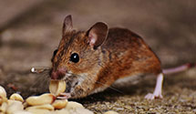 24 Hour & Emergency Exterminators in Queen City, OH